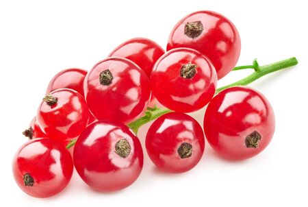 fresh Red currant isolated  on whiteの写真素材