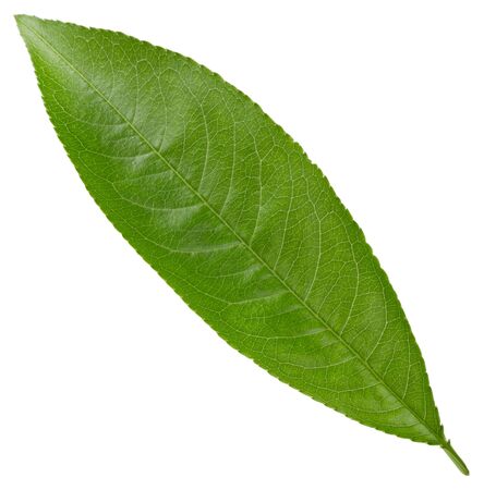 Peach leaves isolated on white backgroundの写真素材