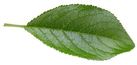 Plum leaves isolated on whiteの写真素材