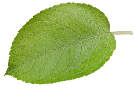 Apple leaves isolated on whiteの写真素材