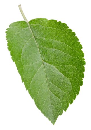 Apple leaves isolated on whiteの写真素材