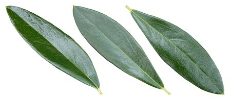 Olive leaves isolated on whiteの写真素材