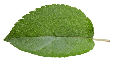 Apple leaves isolated on whiteの写真素材