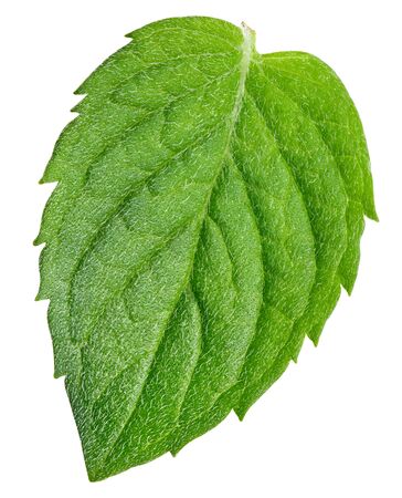 Mint leaves Isolated on white backgroundの写真素材