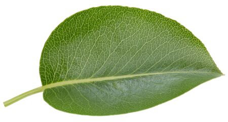 Pear leaves isolated on whiteの写真素材