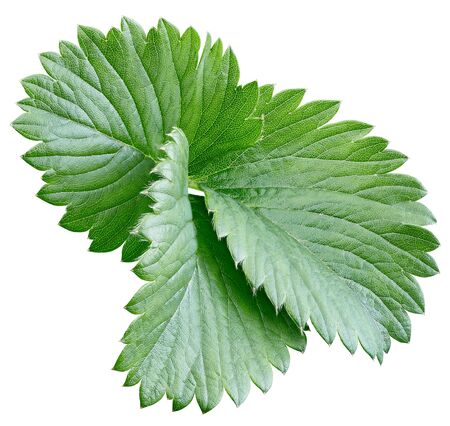 strawberry leaf isolated on whiteの写真素材