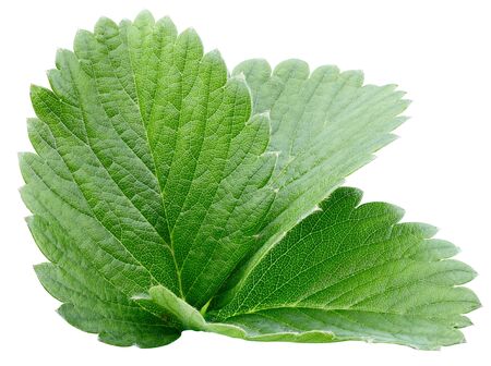strawberry leaf isolated on whiteの写真素材
