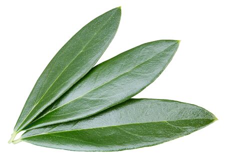 Olive leaves isolated on whiteの写真素材
