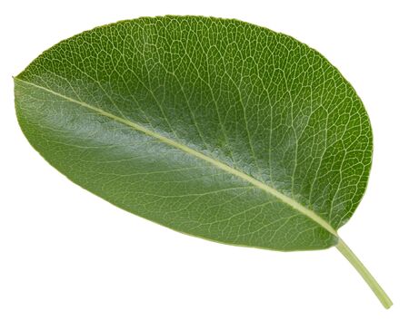 Pear leaves isolated on whiteの写真素材