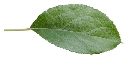 Apple leaves isolated on whiteの写真素材