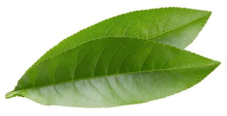 Peach leaves isolated on whiteの写真素材