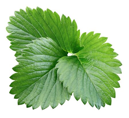 strawberry leaf isolated on whiteの写真素材