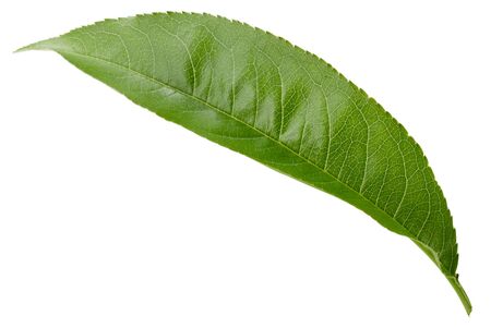 Peach Leaves isolated on whiteの写真素材