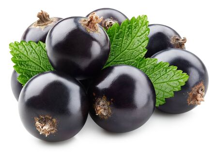 Black currant leaves isolated on whiteの写真素材