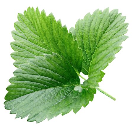 strawberry leaf isolated on whiteの写真素材
