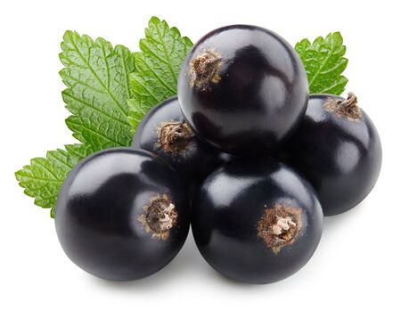 Black currant leaves isolated on whiteの写真素材