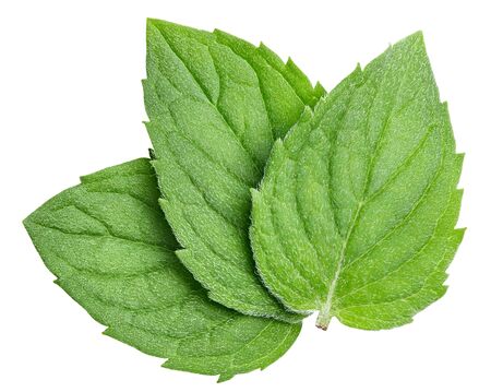 Mint leaves isolatedの写真素材
