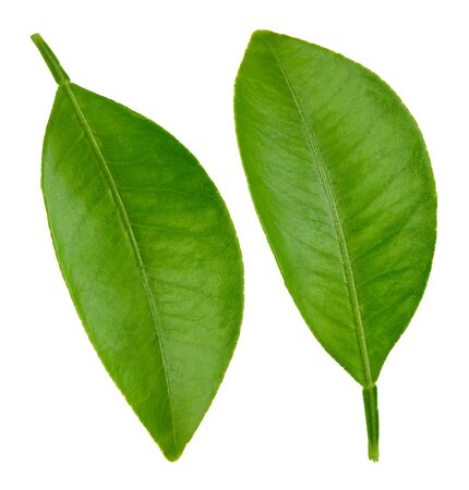 Citrus leaves Clipping Pathの写真素材