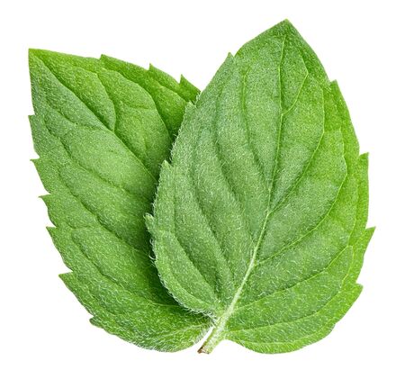 Mint leaves isolated on white background. Mint clipping path.の写真素材