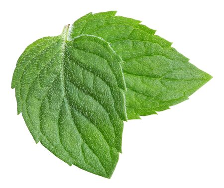 Mint leaves isolated on white background. Mint clipping path.の写真素材