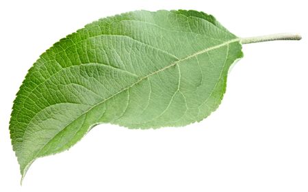 Green apple leaf isolated on white background. Leaves Apple Clipping Path.の写真素材