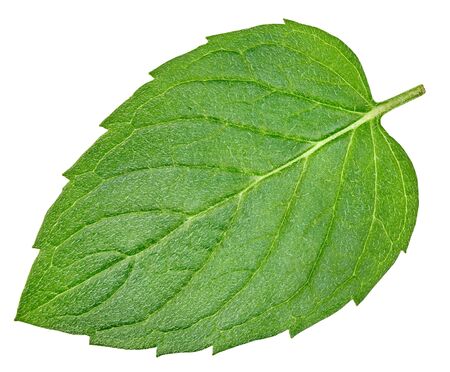 Mint isolated on white background. Mint fruit Clipping Pathの写真素材