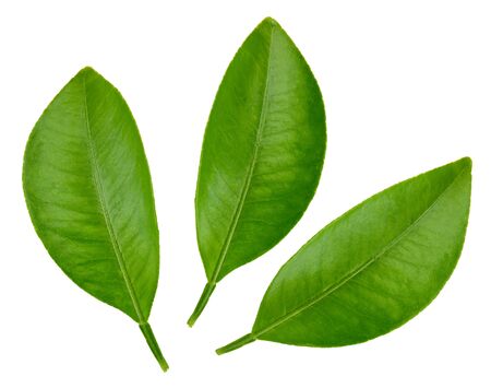 Citrus leaves with Clipping Path isolated on a white backgroundの写真素材
