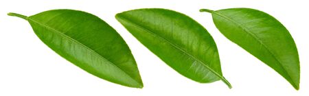 Citrus leaves with Clipping Path isolated on a white background. Leaf collectionの写真素材