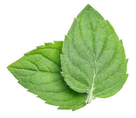 Mint isolated on white background clipping path. Green Mint leavesの写真素材