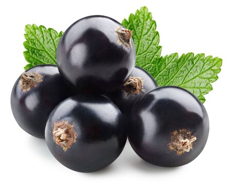 Bunch of black currants fruits with leaf isolated. Black currant clipping path.の写真素材