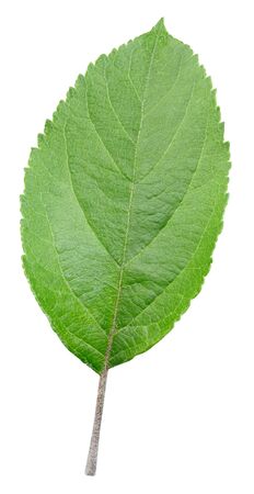 Apple leaf closeup isolated on white.の写真素材