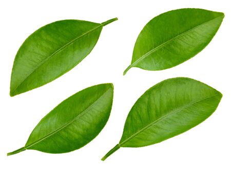 Citrus leaves collection isolated on white background.の写真素材