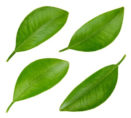 Leaf citrus isolated on a white background. Leaf collection. Leaves macro photoの写真素材
