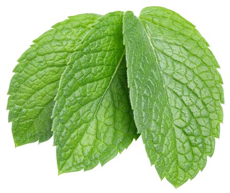 Mint leaves isolated on white. Three spearmint leavesの写真素材