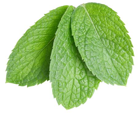 Three fresh mint leaves isolated on white background.の写真素材
