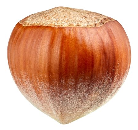 Hazelnut isolated on white background.の写真素材