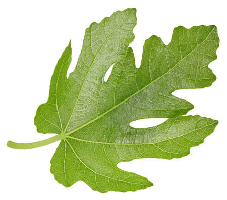 Fig leaf isolated clipping path. Fig leaf on white background. Lleaf macro studio photo