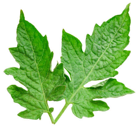 Leaf tomato. Leaf clipping path. Organic tomato leaf macro studio photo. Full depth of field