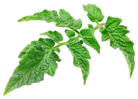 Leaf tomato.  Organic tomato leaf macro studio photo. Full depth of field