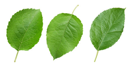 Green apple leaf collection isolated on white background. Apple leaf set with path