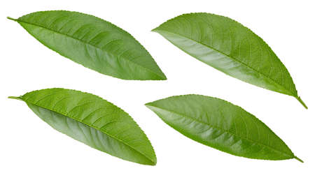 Collection peach leaf on white background. Peach leaf isolated . Peach leaf macro studio photo