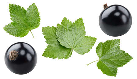 Isolated black currant with leaf. Flying in air black currant on white background with path. As design element.の写真素材