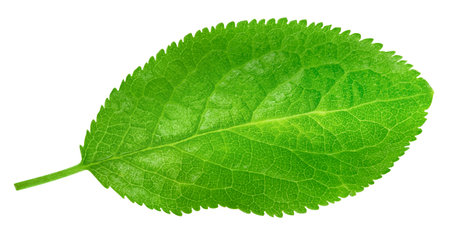 Plum green leaves isolated on white background.の写真素材