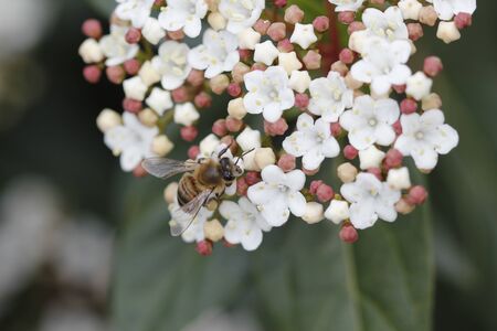 Flower and Backgroundの写真素材