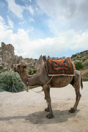 Camel in the Valley of the Temples, Cappadocia, Turkeyの写真素材