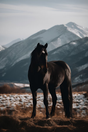 Black horse standing in the meadow in front of snowy mountains.の素材