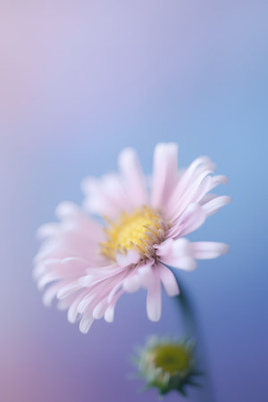 Beautiful pink daisy flower on blue background. Soft focus.の素材
