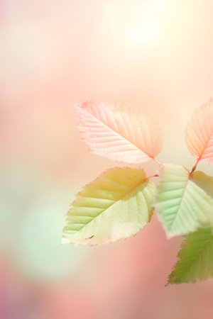 Autumn leaves on blurred background. Nature background with copy space.の素材