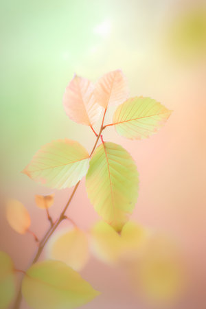 Autumn leaves on blurred background, soft focus, shallow DOFの素材