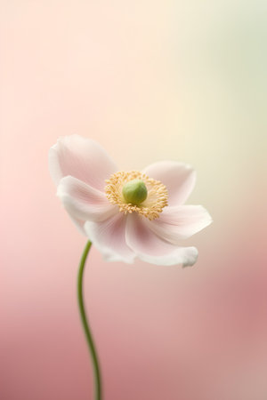 Beautiful white anemone flower on a soft pastel backgroundの素材